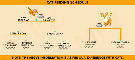 A Simple Guide To Feed Your Cat!