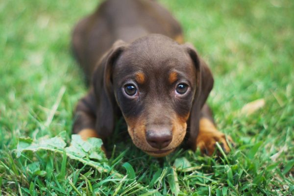 How To Deworm Your Dog?