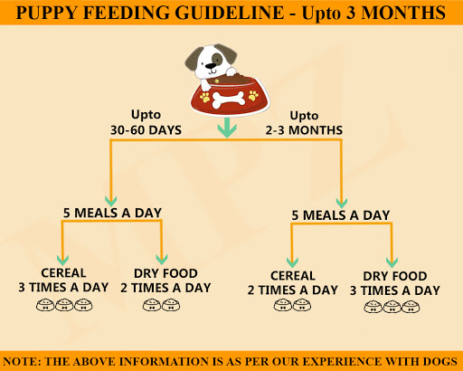 Puppy feeding guidelines as per breeds