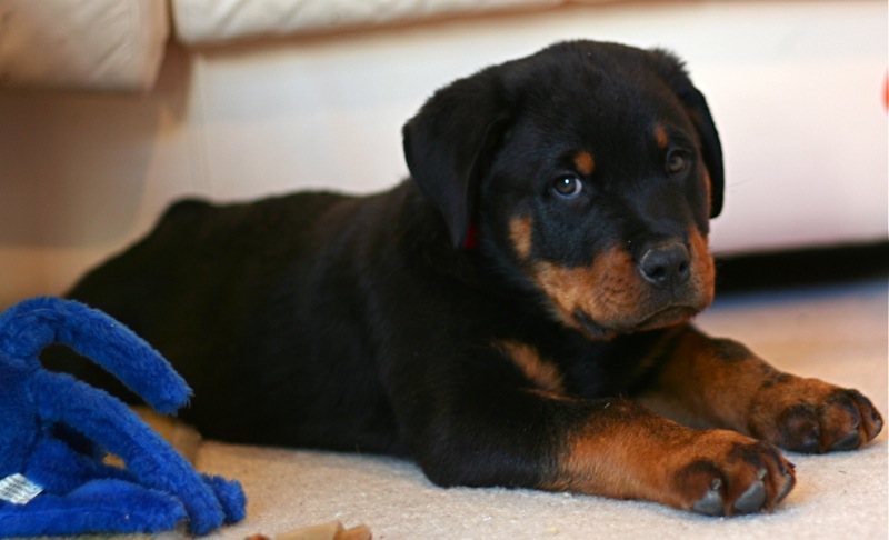 Rottweiler Puppies For Sale – How Much They Cost & Why?