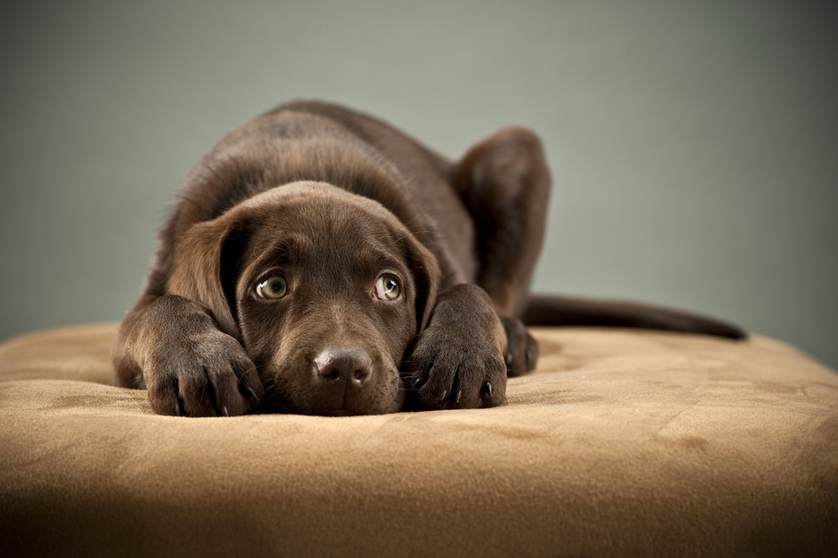 How to tell if your dog is stressed?
