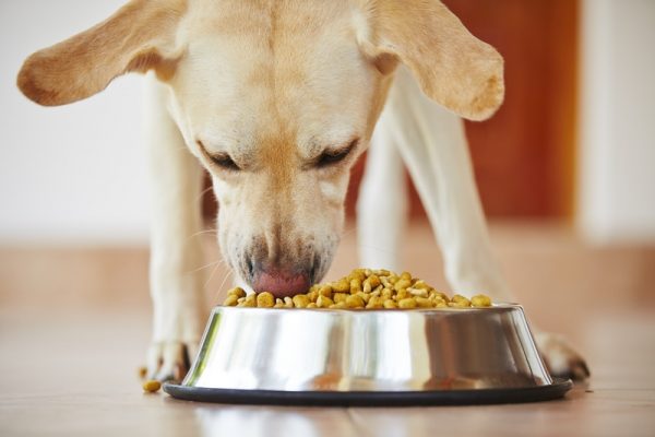 What makes Acana pet food premium? - About pet food needs :