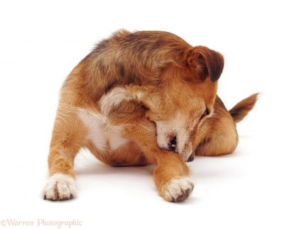 Ditch The Itching That Your Pet Suffers: A Complete Solution To Dog Itching
