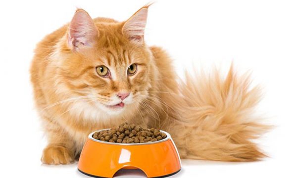 Guide to cat diet- reviewing the top cat food brands dry food