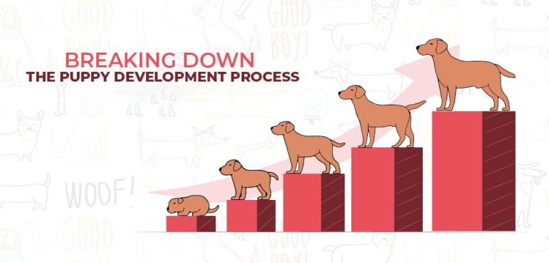 Breaking Down The Puppy Development Process