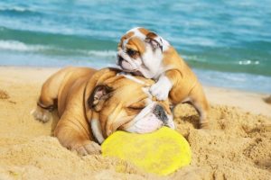How to prevent your dog from heatstroke