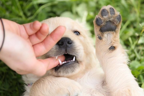 What Causes Puppy Biting?