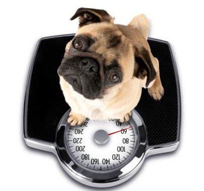 DOG OBESITY: Control Measures And Products