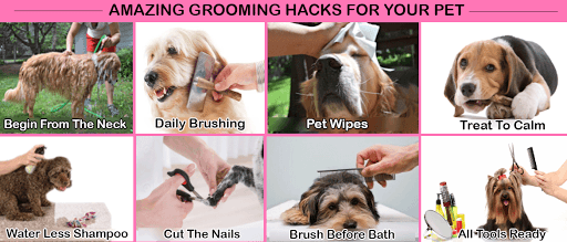 Amazing Groomimg Hacks For Your Pet!