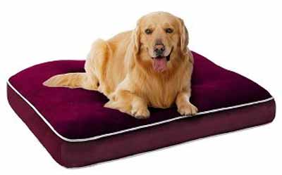 How To Choose A Perfect Bed For Your Pet? Waterproof Beds