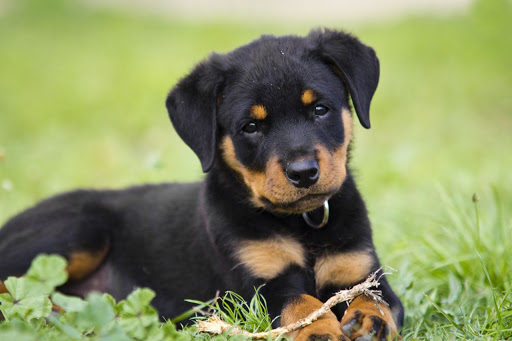 Breed Profile: A Comprehensive List Of Dogs - ROTTWEILERS