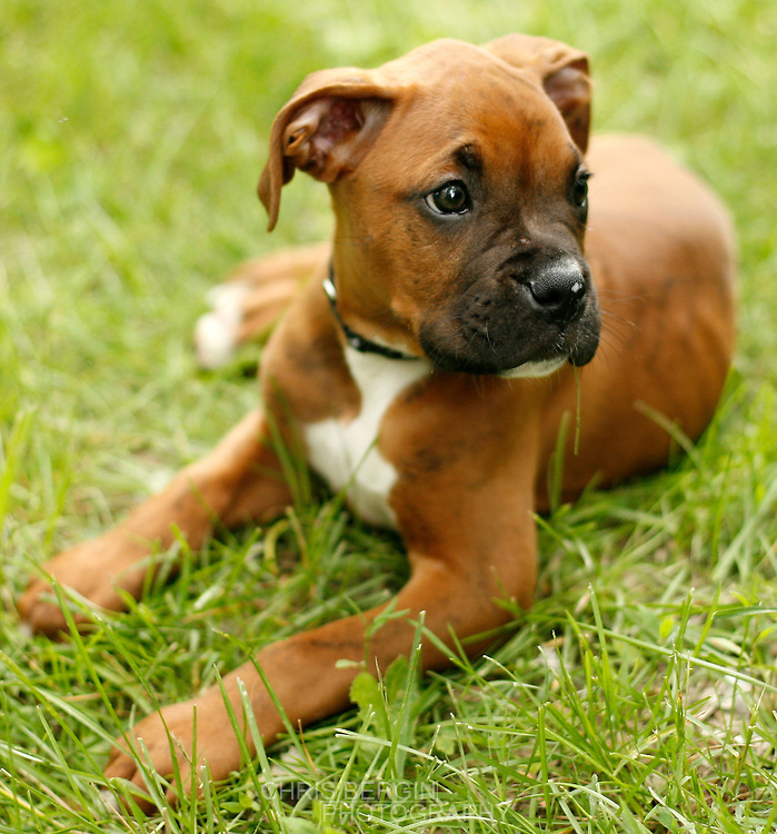 Breed Profile: A Comprehensive List Of Dogs - Boxers