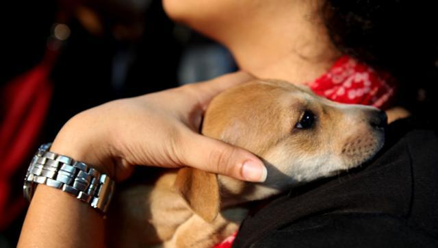 This Diwali Make Your Pet Feel Safe