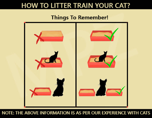 How To Litter Train Your Cat? - Litter Box Size