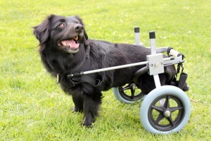 Pet Wheelchairs For Dogs With Hip Dysplasia And Arthritis