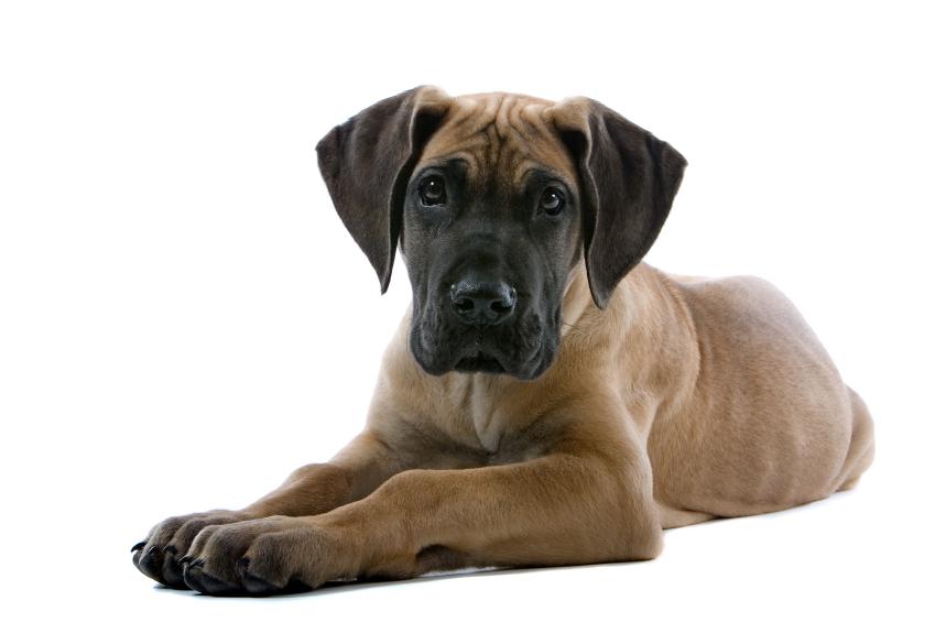Breed Profile: A Comprehensive List Of Dogs - GREAT DANE
