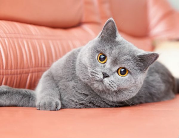 Guide to Cat Breeds A Guide to Cat Breeds - British Shorthair