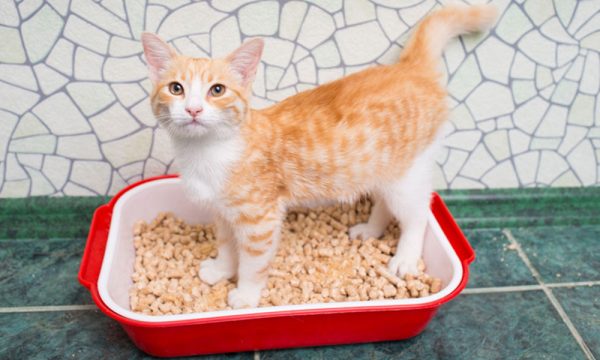 Where Should You Keep The Litter Boxes?