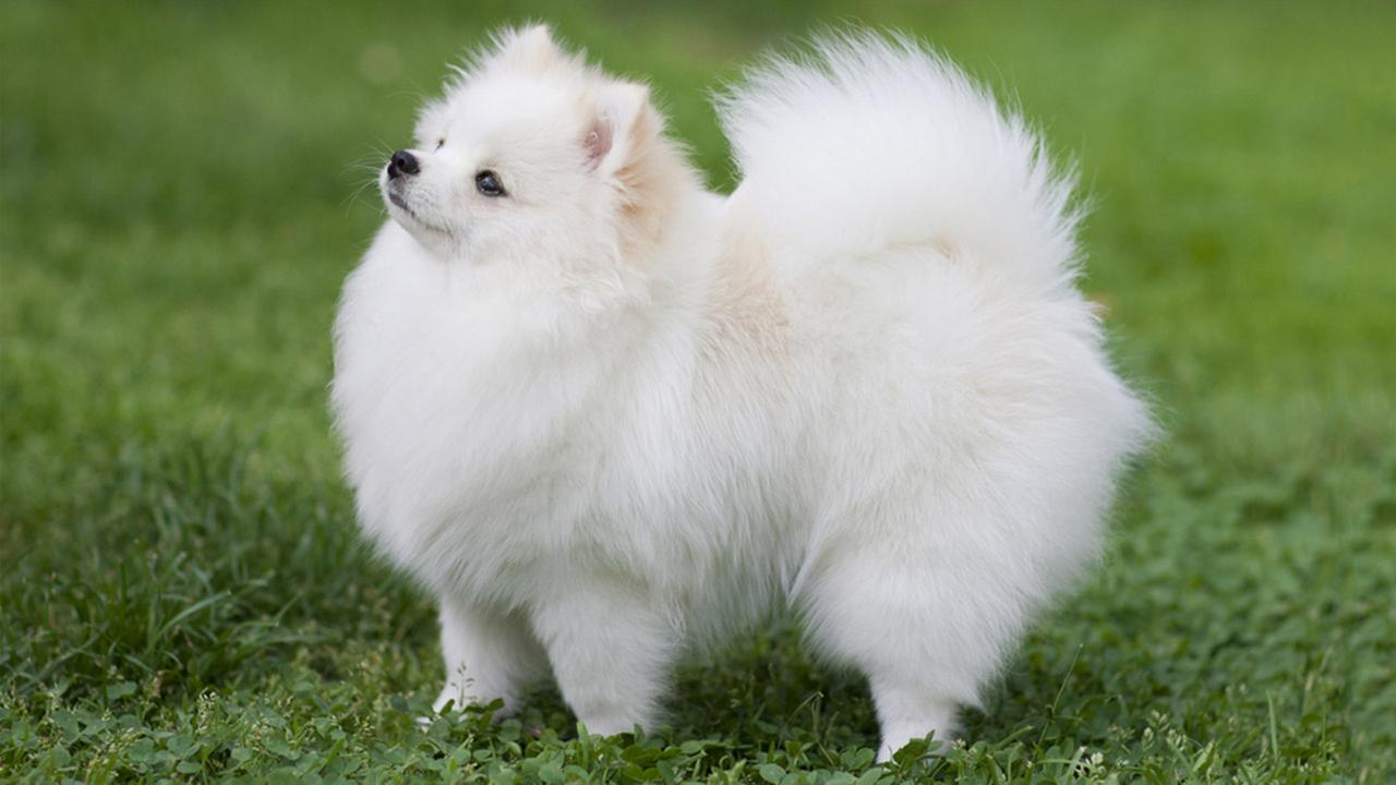 Breed Profile: A Comprehensive List Of Dogs - POMERANIAN