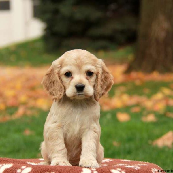 Breed Profile: A Comprehensive List Of Dogs - COCKER SPANIEL