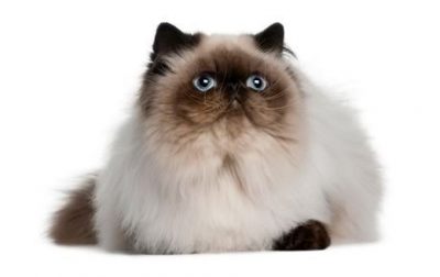 Guide to Cat Breeds A Guide to Cat Breeds - Himalayan
