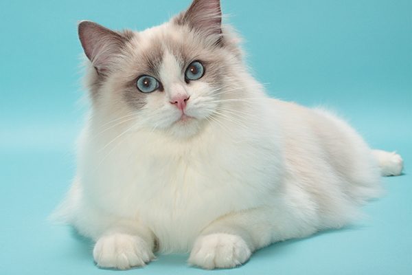 Guide to Cat Breeds A Guide to Cat Breeds - Rag doll