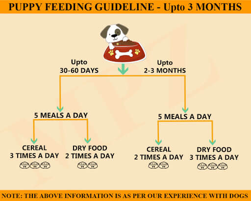 Puppy feeding guidelines