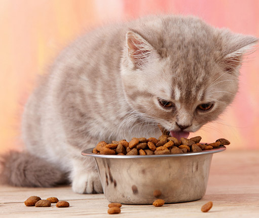A Simple Guide To Feed Your Cat!