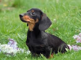 Breed Profile: A Comprehensive List Of Dogs - DACHSHUND