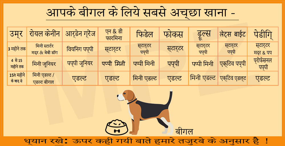 Beagle Dog Price : How Much Does They Cost & Why? Feed Chart Hindi