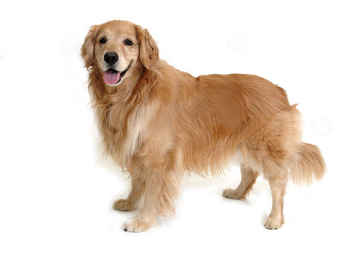 Golden Retriever Puppy For Sale – How Much They Cost And Why?