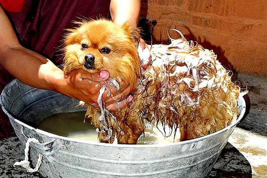 The Best Dog Shampoos