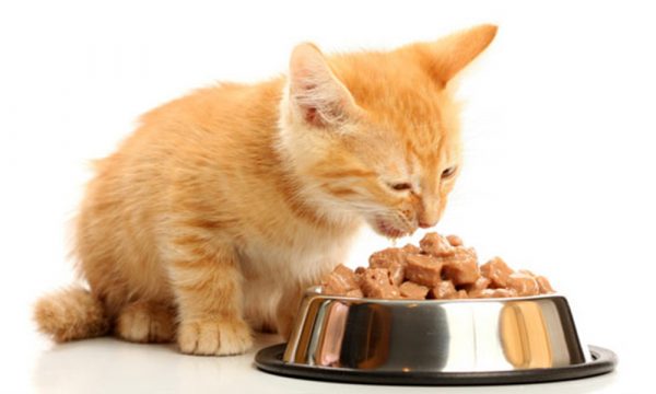 Guide to cat diet- reviewing the top cat food brands wet food