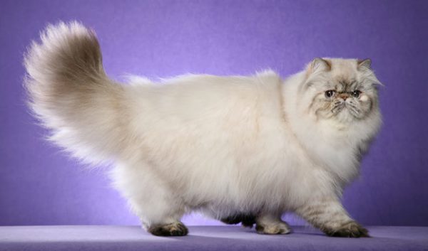 Guide to Cat Breeds A Guide to Cat Breeds - Persian Cats