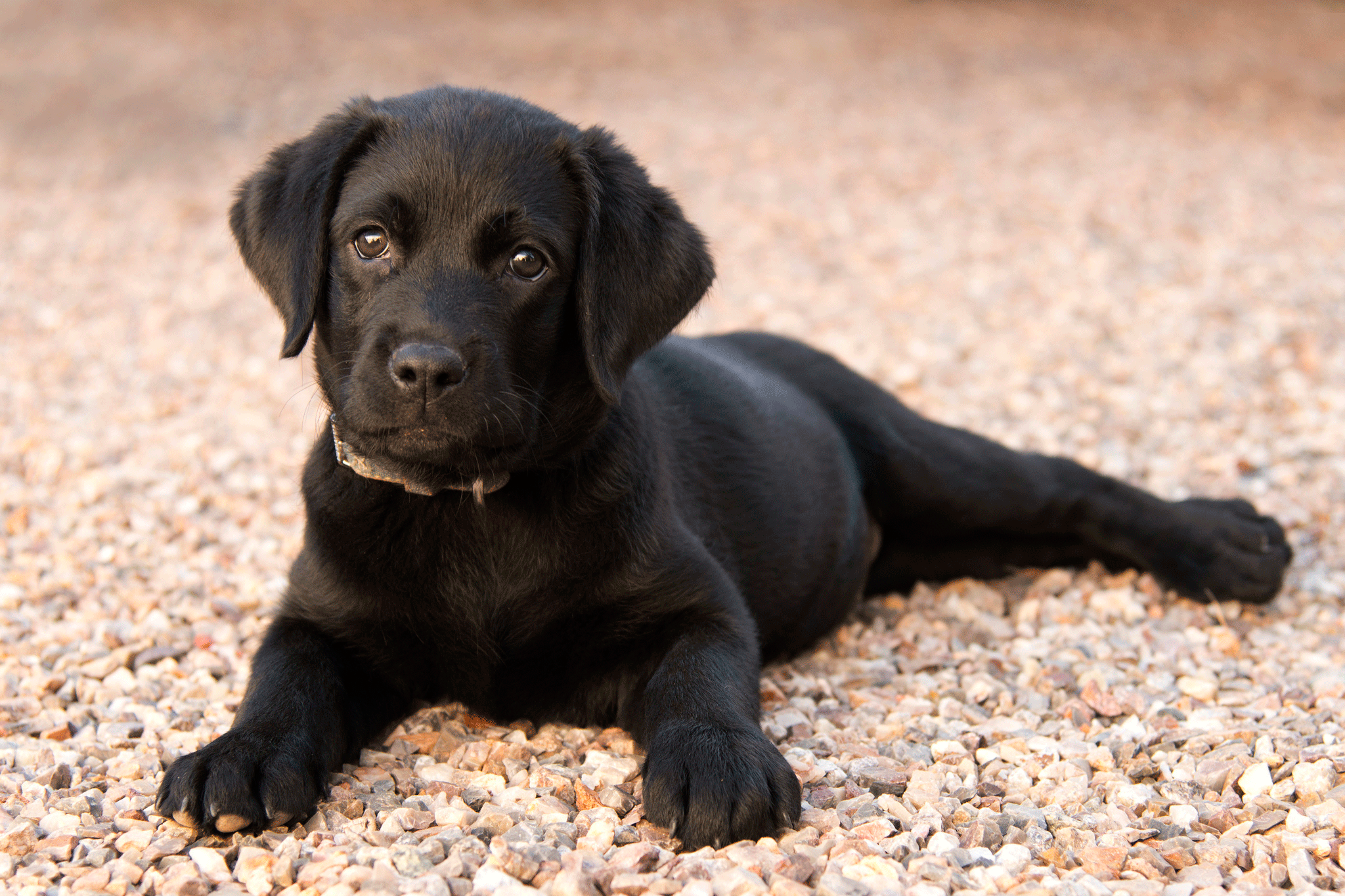 Buying A Labrador Puppy: Price And Everything You Need To Know!