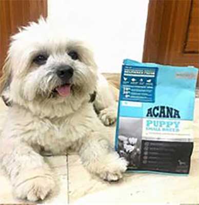 Acana small breed puppy food - Review