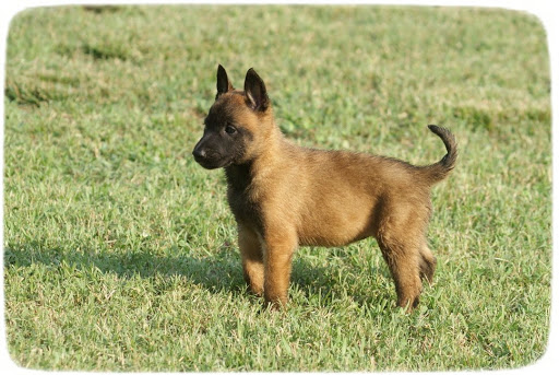 Breed Profile: A Comprehensive List Of Dogs - BELGIAN MALINOIS