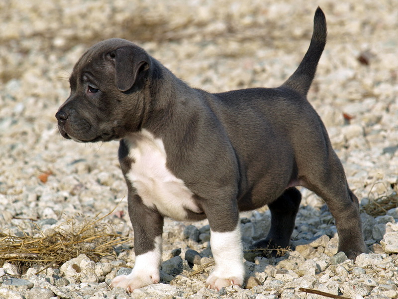 Breed Profile: A Comprehensive List Of Dogs - PITBULL