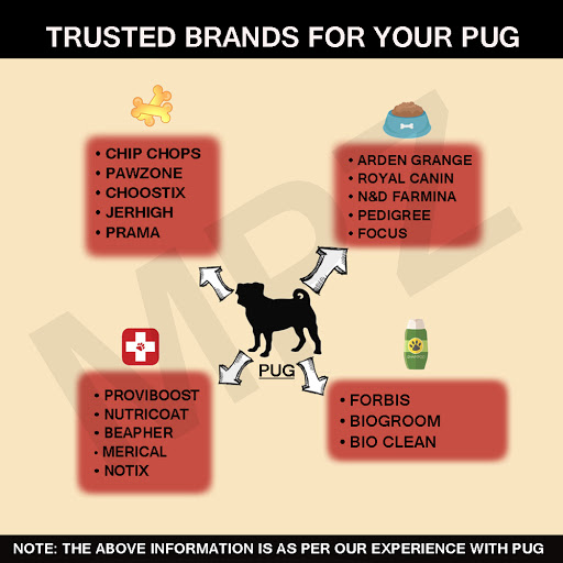 Pug Dog Price – How Much Does A Pug Cost & Why So?