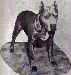 Extinct Dog Breeds – you’ll rarely hear about!! Blue Paul Terrier