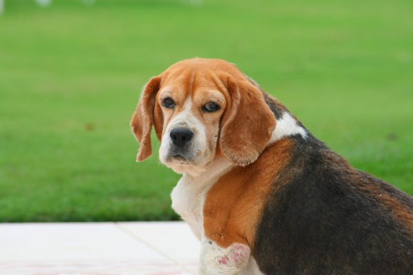 Dog Breeds prone to obesity issues