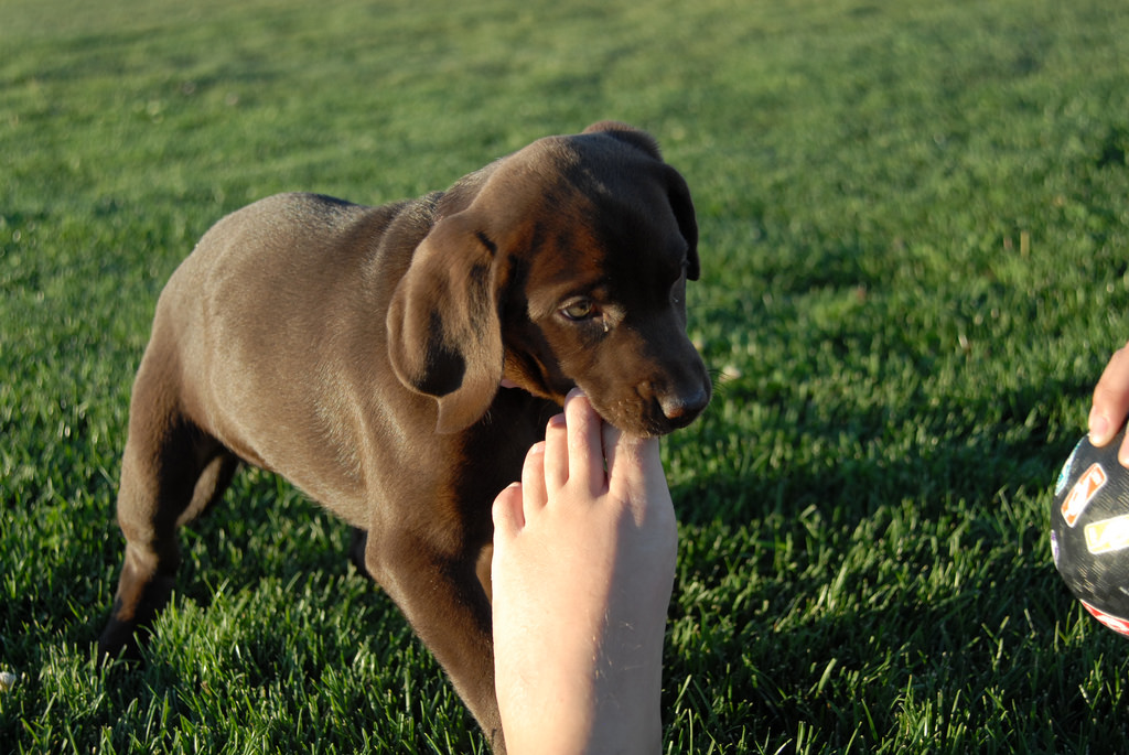 How Can You Teach Your Puppy Not To Bite Your Feet?