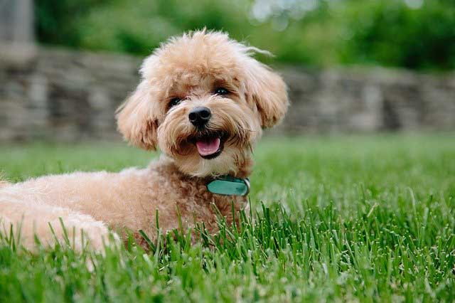 Einstein Dog Breeds – The Smarty Pants - Poodle