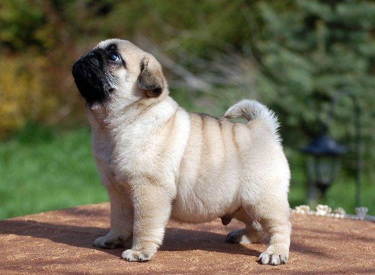 Breed Profile: A Comprehensive List Of Dogs - Pug