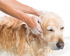5 Things Your Dog Hates - The Baths