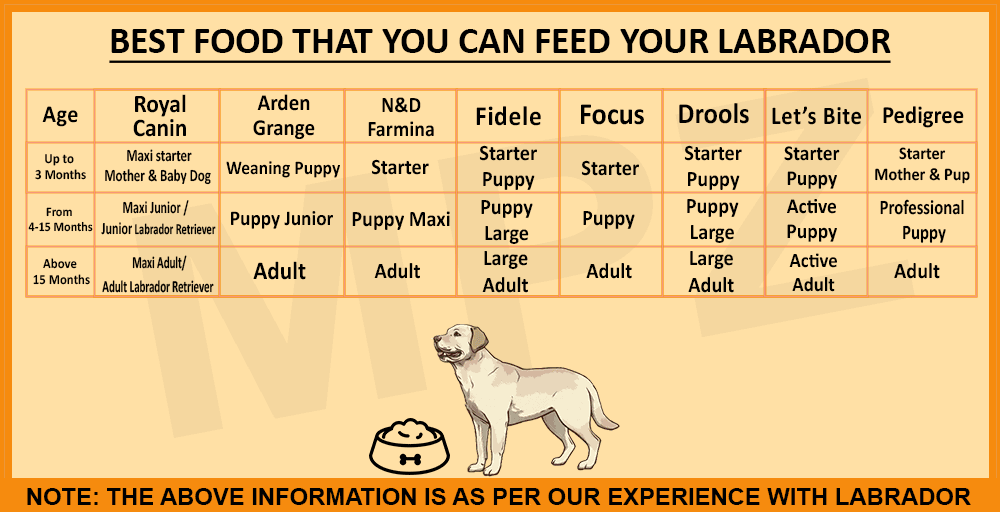 Best Food For Labrador