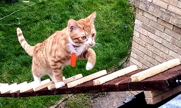 Cat Toys-How To Make Your Cat Happy - cat training