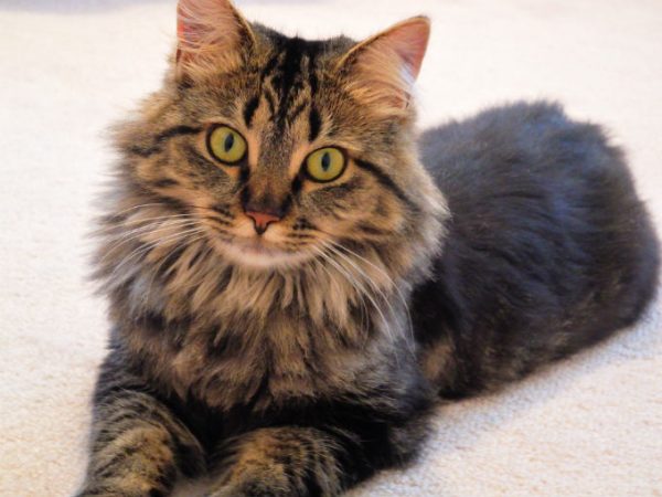 Guide to Cat Breeds A Guide to Cat Breeds - Maine Coon