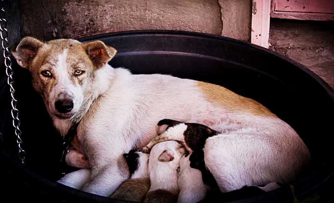 Ways To Care For A Female Dog Post-Whelping