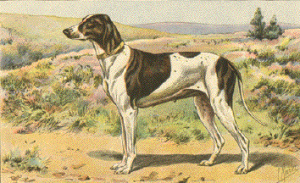 Extinct Dog Breeds – you’ll rarely hear about!! Braque du Puy
